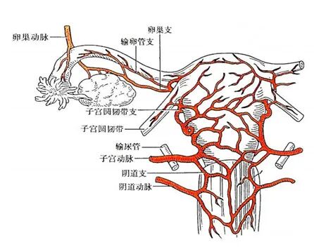 试管婴儿促排药物怎么选?如何改善卵泡营养提高卵子质量? 试管婴儿促排药物怎么选?如何改善卵泡营养提高卵子质量?