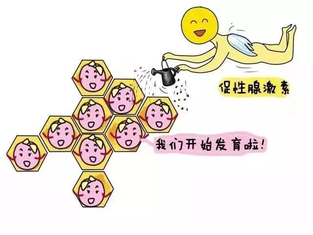 做试管婴儿促排卵泡越促越少?促排会透支卵巢储备吗?如何提高卵子质量而非数量? 做试管婴儿促排卵泡越促越少?促排会透支卵巢储备吗?如何提高卵子质量而非数量?