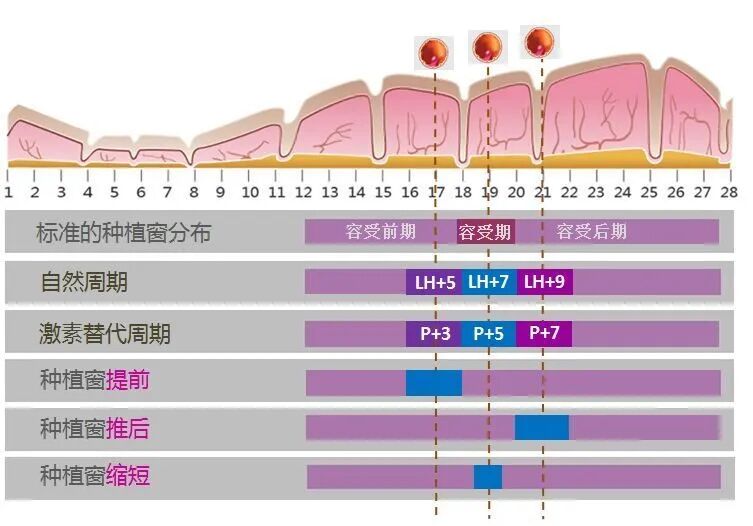 试管婴儿移植了高评分胚胎就一定能备孕成功吗?胚胎形态学评分到底看的是什么? 试管婴儿移植了高评分胚胎就一定能备孕成功吗?胚胎形态学评分到底看的是什么?