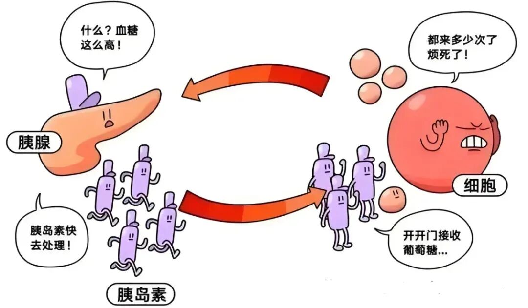 备孕总是怀不上?试管婴儿反复失败?可能是胰岛素抵抗在暗中捣乱! 备孕总是怀不上?试管婴儿反复失败?可能是胰岛素抵抗在暗中捣乱!