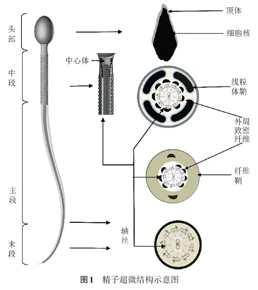 试管婴儿成功率更高?人工授精和试管到底有什么区别? 试管婴儿成功率更高?人工授精和试管到底有什么区别?